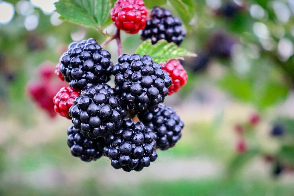 Blackberry and raspberry bush